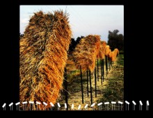 Flying Straw Bales